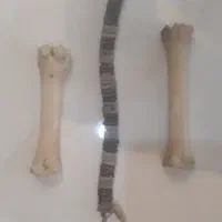 تسبیح هسته خرما ۳۰ ساله