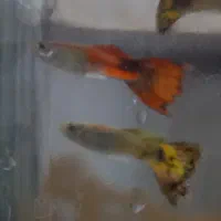 فروش ماهی گوپی بالغ و بچه ماهی گوپی