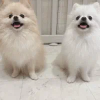 توله عروسک متحرک ۲ماهه