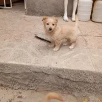 شیتزو|سگ|مشهد, طبرسی شمالی|دیوار