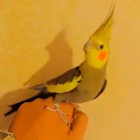 عروس هلندی نر و ماده تخم گذارن