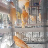 قناری سهره|پرنده|ساوه, |دیوار