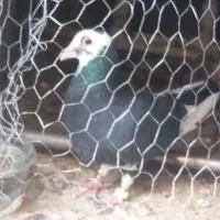 سلام پلنگ سیا گم شده