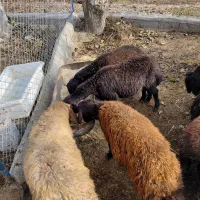 گوسفند پرورشی نر یک ساله کیلویی|حیوانات مزرعه|نوشین شهر, |دیوار