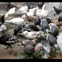 بوقلمون محلی|حیوانات مزرعه|قزوین, |دیوار