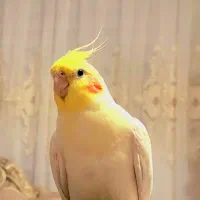 عروس هلندی لوتینو|پرنده|قوچان, |دیوار