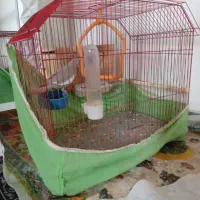 عروس هلندی|پرنده|رضوانشهر, |دیوار