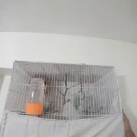 مرغ عشق خوشگل و خوشرنگ با لوازم|پرنده|مشکان, |دیوار