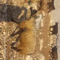 قوچ بختیاری کری لنگ دوقلو|حیوانات مزرعه|دهدشت, |دیوار