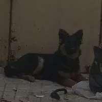 توله ژرمن ماده ۵ماهه