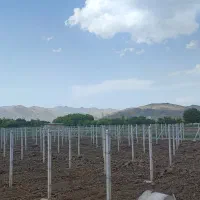 ///خدمات فنس کشی باغبانی دیوار کشی باغبانی|خدمات باغبانی و درختکاری|همدان, |دیوار