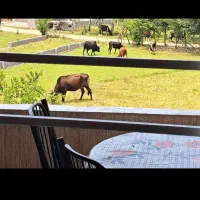 اجاره روزانه ویلای چالوس یک خوابه جنگلی روستایی