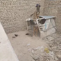 واگذاری سگ پژدر عراقی|سگ|کرمانشاه, |دیوار