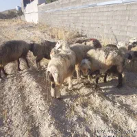 میش داشتی|حیوانات مزرعه|شیراز, اکبر آباد|دیوار
