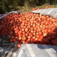 انار|خوردنی و آشامیدنی|کوهنانی, |دیوار