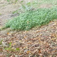 اجاره-زمین-کشاورزی-بر-اصلی-کمر-بندی-جنوبی