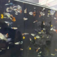 آکواریوم ماهی گوپی مولد و بچه ماهی|ماهی|هشتگرد, شهرک ریحانه|دیوار