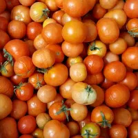 گوجه ریز  سرما ندیده کندوله