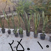 گلهای طبیعی زیبا