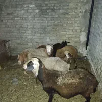 میش پلنگی و میش داشتی  با دو بره