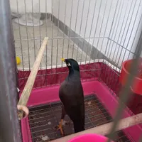 فروش مرغ مینا سخنگو