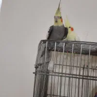 سه عدد عروس هلندی نر بالغ|پرنده|لنگرود, |دیوار