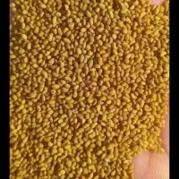 بذریونجه درجه یک پایه بلند