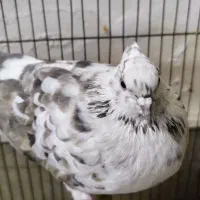 پرنده گرفتنی