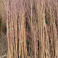 نهال سیاه ریشه