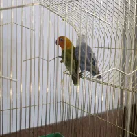 فروش عروس هلندی و طوطی برزیلی|پرنده|بوکان, |دیوار