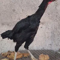 مرغ وخروس لاری اصیل|حیوانات مزرعه|بندرعباس, |دیوار