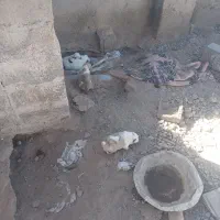 سگ فروشی|سگ|قائن, |دیوار