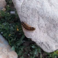 هدیه بلو بانک