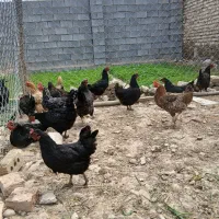 مرغ محلی وجوجه خروس