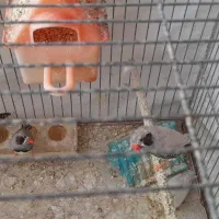 فنچ لپ سیاه کاکلی