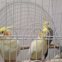 عروس هلندی مولد سره حال و سخنگو|پرنده|تهران, دروازه شمیران|دیوار