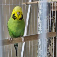 مرغ عشق انگلیسی