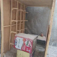 قفس کفتر کاملا سالم