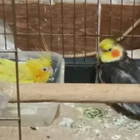 نر و ماده کاملا دستی و رام ، ماده تخم گذار