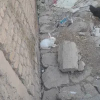 خرگوش