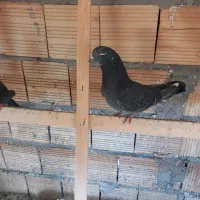 چهارتا نر اصل