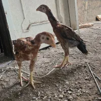 جوجه لاری دنگ بالا