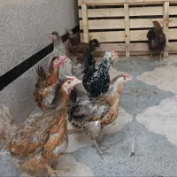 مرغ و خروس گلین