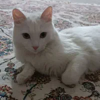 گربه پرشین اسکاتیش|گربه|محمدشهر, شهرک پیام (مهرالبرز)|دیوار