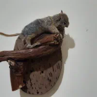 مجسمه سنجاب