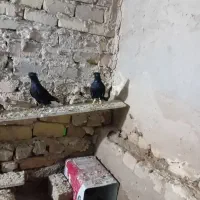 یک جفت دوسفید نر ماده