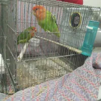 سه تا طوطی برزیلی