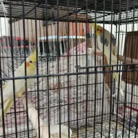 ۳ جفت عروس هلندی به همراه ۳ عدد جوجه