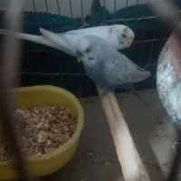 سلام مرغ عشق فروشی