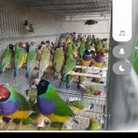 فنچ گلدین|پرنده|کرمان, |دیوار